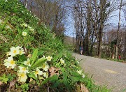 08 Primula vulgaris (Primule)